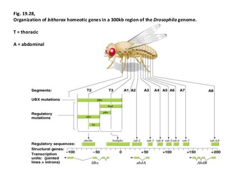 are drosophila genome similar to humans